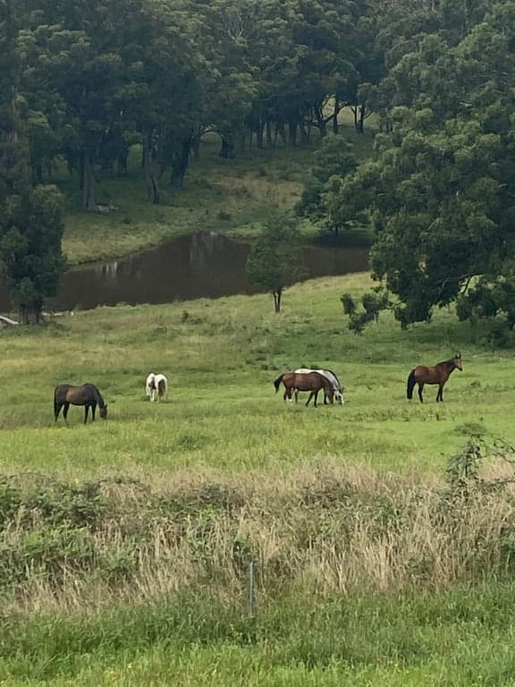 Thumbnail 4 of Hidden Brook Stays perfect for you and your horse!