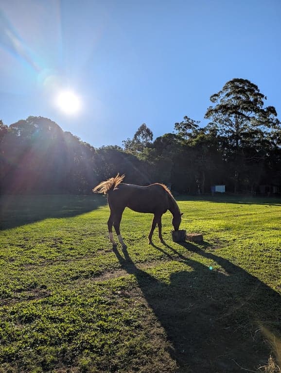 Horse Agistment at Private paddock available NOW for 1 horse, Forest Glen, QLD (photo 7)
