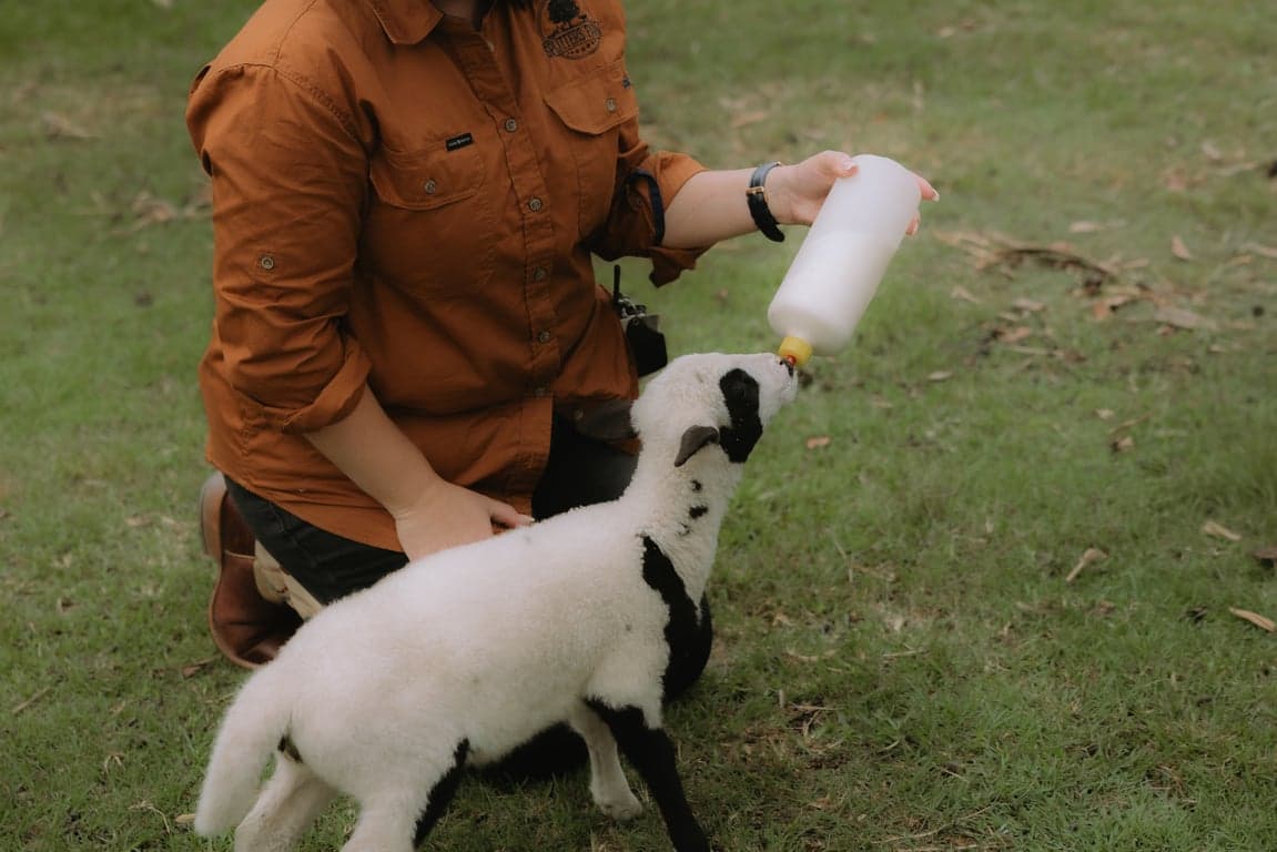 Thumbnail 2 of Boutique farmstay & rescue farm close to Bundaberg