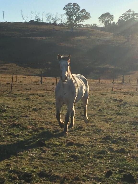 Thumbnail 5 of Hidden Brook Stays  perfect your horse.