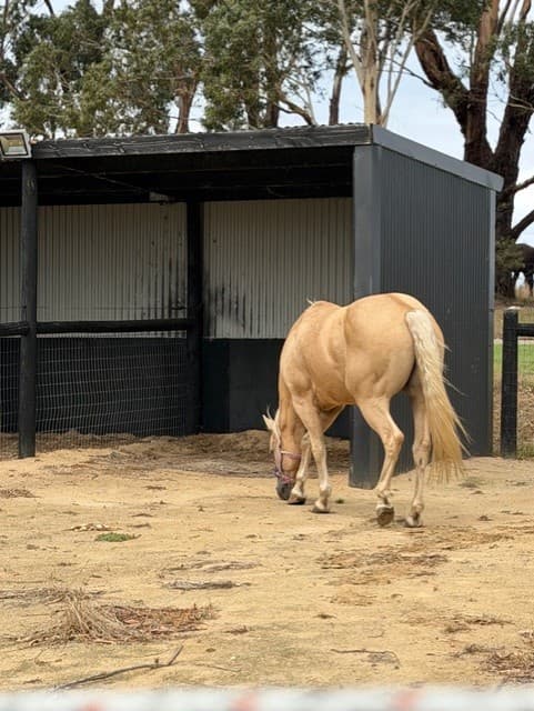 Farm Stay at Luxury Retreat for Humans & Horses-Villa 1, Main Ridge, VIC (photo 2)