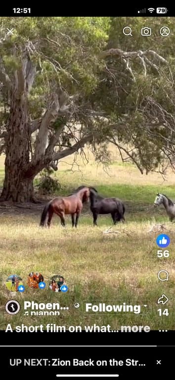 Horse Agistment at Horses Home among the gumtrees, 1310 Inman ValleyRoad   Inman Valley 5211, SA (photo 9)