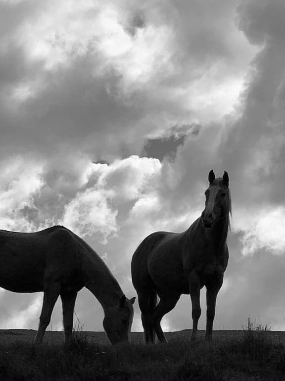 Thumbnail 3 of Dalmore Farm Horse Escapes