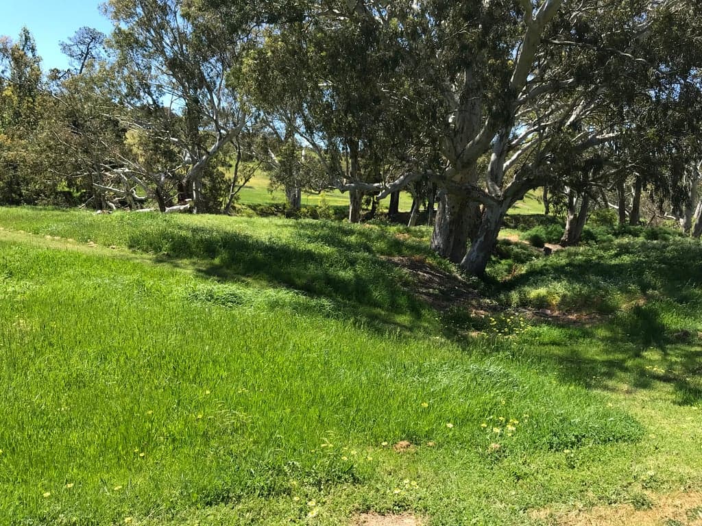 Horse Agistment at Horses Home among the gumtrees, 1310 Inman ValleyRoad   Inman Valley 5211, SA (photo 10)