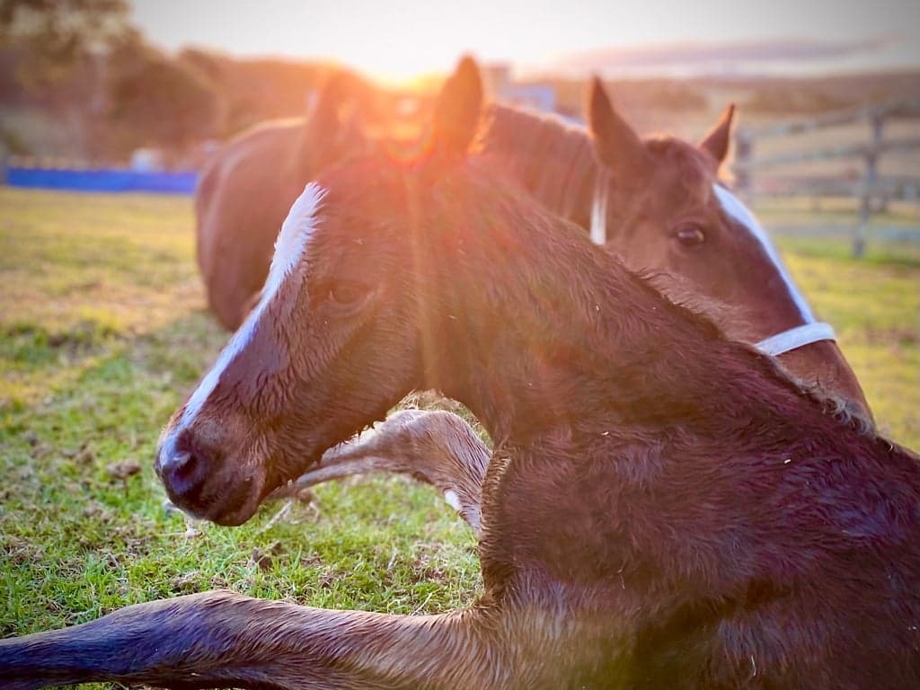 Photo of Meringo Paddock Stays , 
Ride the beach or trails