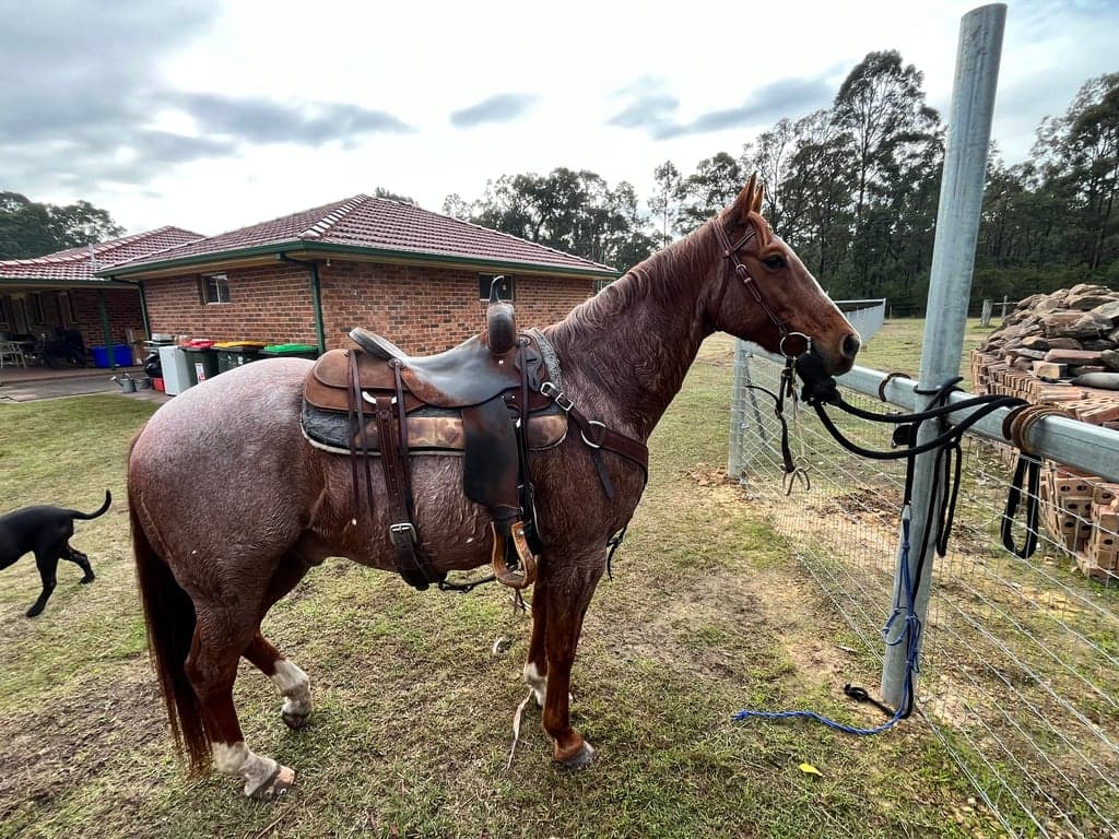 Photo of FF Ranch - Trail Ride - Non guided.