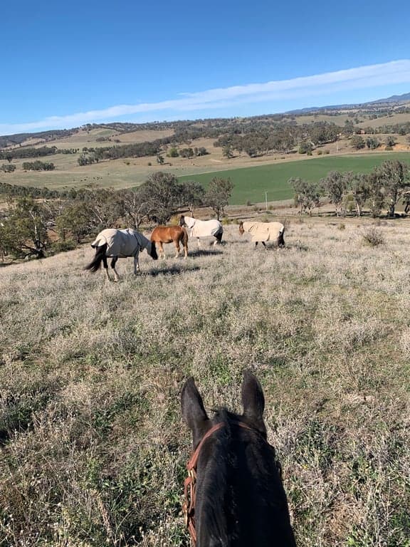 Photo of Agistment located near Orange NSW