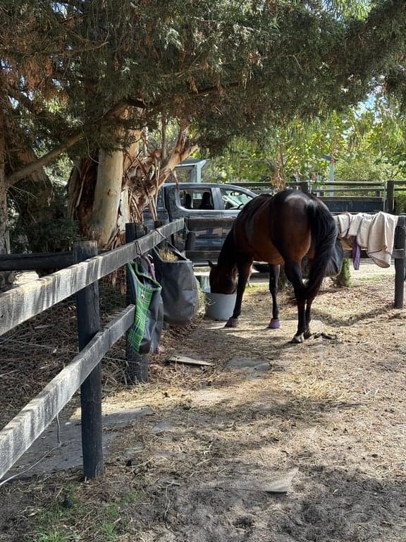 Thumbnail 10 of Farmstays reimagined. Boutique getaways &
Horsemanship stays