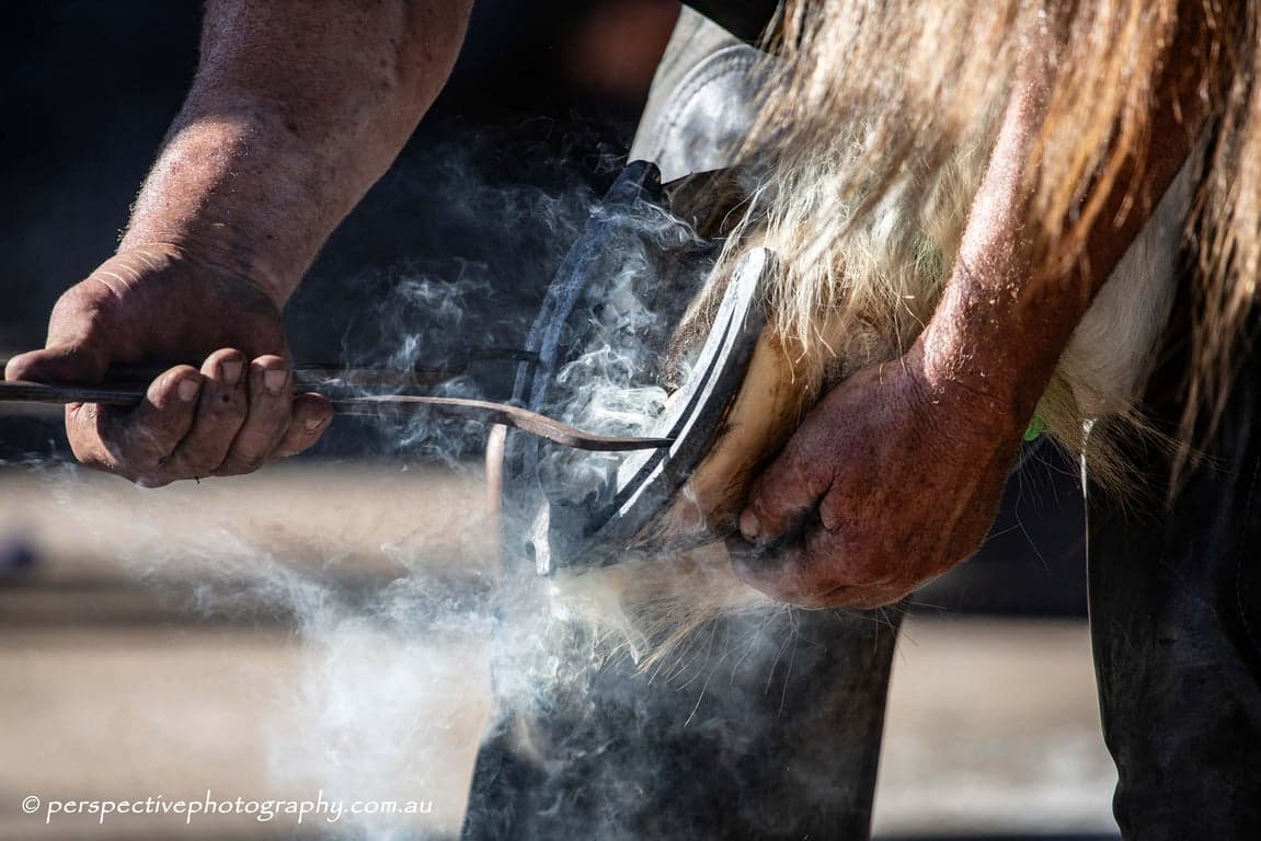 Thumbnail 9 of Equine Photography