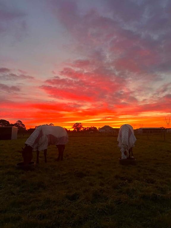 Full Care Horse Agistment in Pakenham, Pakenham South, VIC (photo 2)