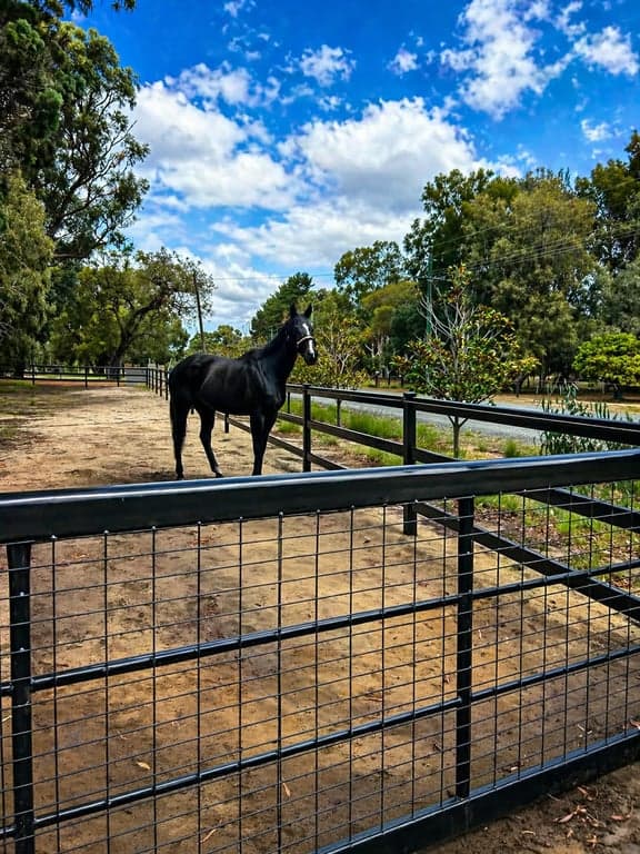 Thumbnail 10 of Equestrian Paradise - Ride, Relax & Recharge 🐎