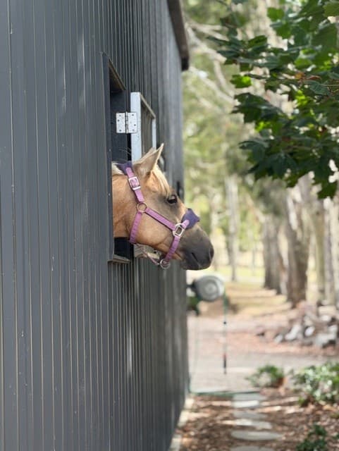 Thumbnail 5 of Luxury Retreat for Humans & Horses-Villa 1