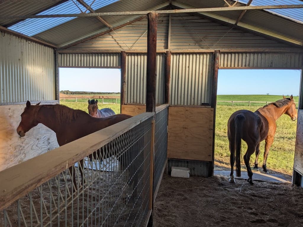 Thumbnail 7 of Short-term horse agistment (boarding) while on vacation.