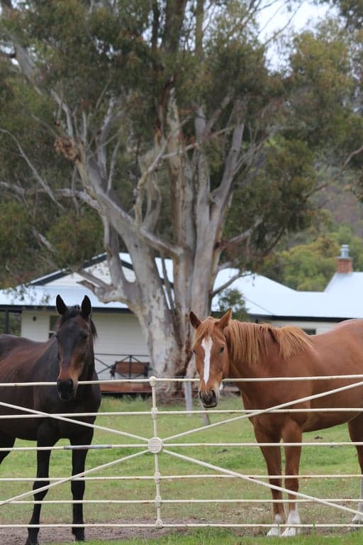 Luxury Equestrian Farmstay | Bring Your Horse to Merilli1885, Currency Creek, SA (photo 2)