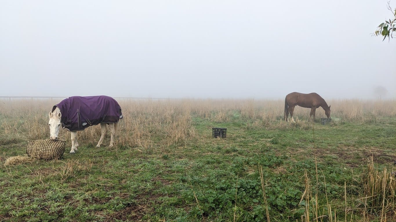 Thumbnail 9 of Short-term horse agistment (boarding) while on vacation.