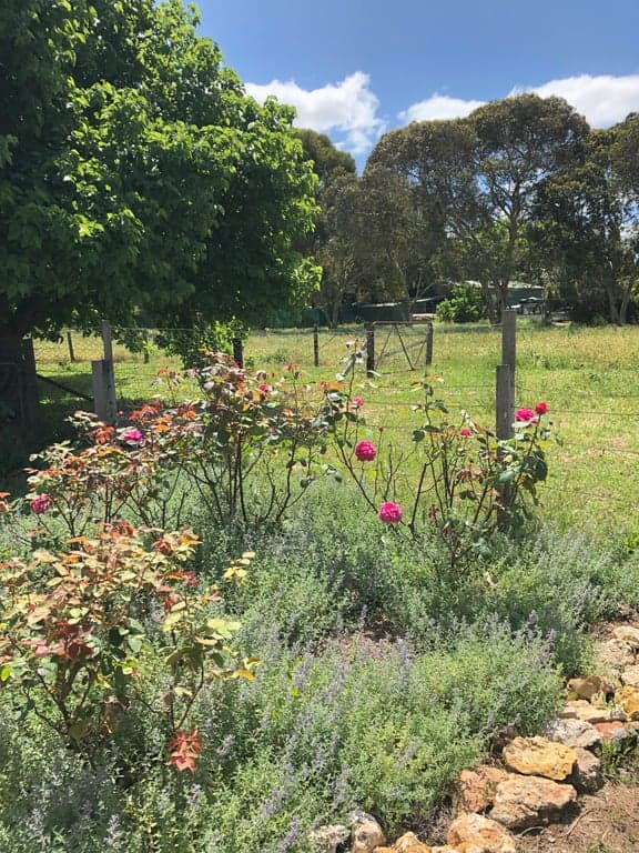Farm Stay at Equestrian adventure in the charming Coonawarra wine region, Penola, SA (photo 8)