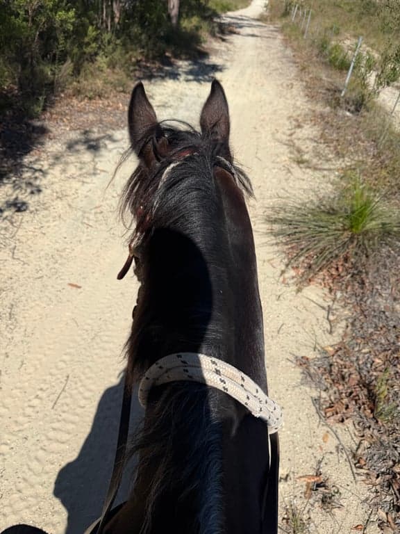 Private Trail Rides, Awaba, NSW (photo 2)