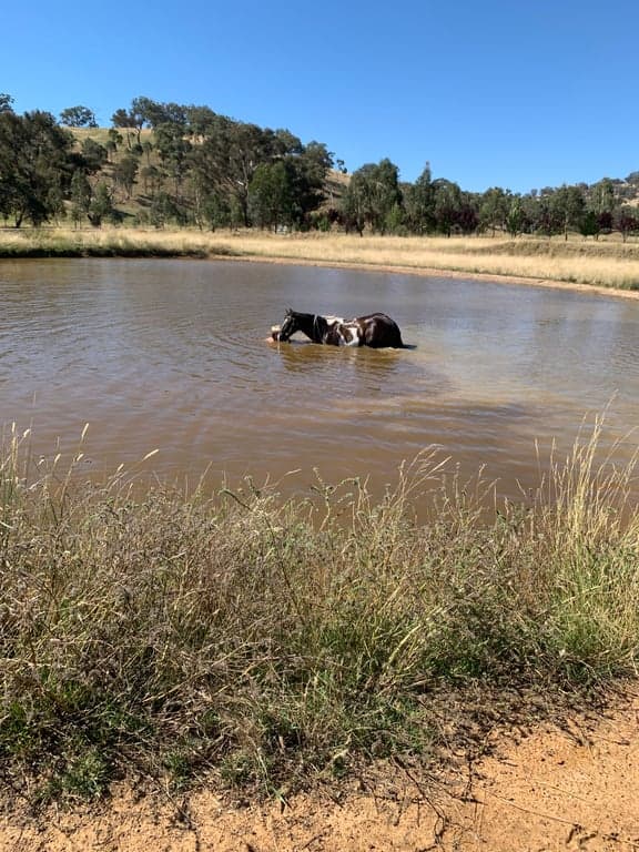 Thumbnail 3 of Agistment located near Orange NSW