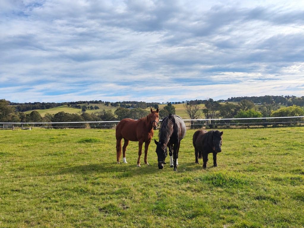 Barbera Creek Estate – Premium Country Agistment, Flaggy Creek, VIC (photo 3)