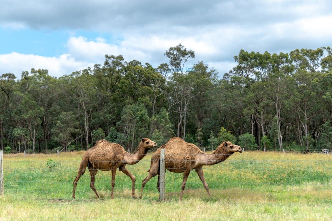 Thumbnail 7 of Boutique farmstay & rescue farm close to Bundaberg