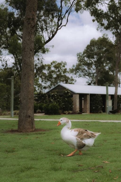 Thumbnail 4 of Boutique farmstay & rescue farm close to Bundaberg
