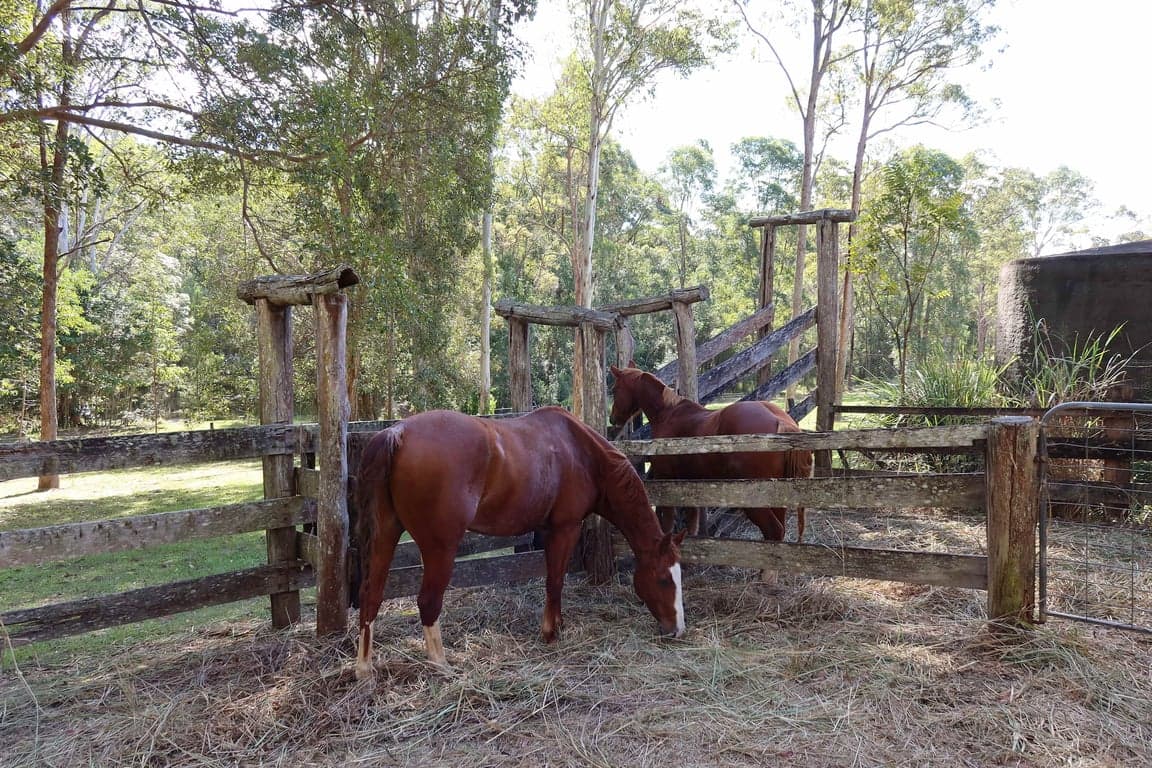 Thumbnail 4 of Endeavour Grey - Mothar Mt Horse & Guest Stay