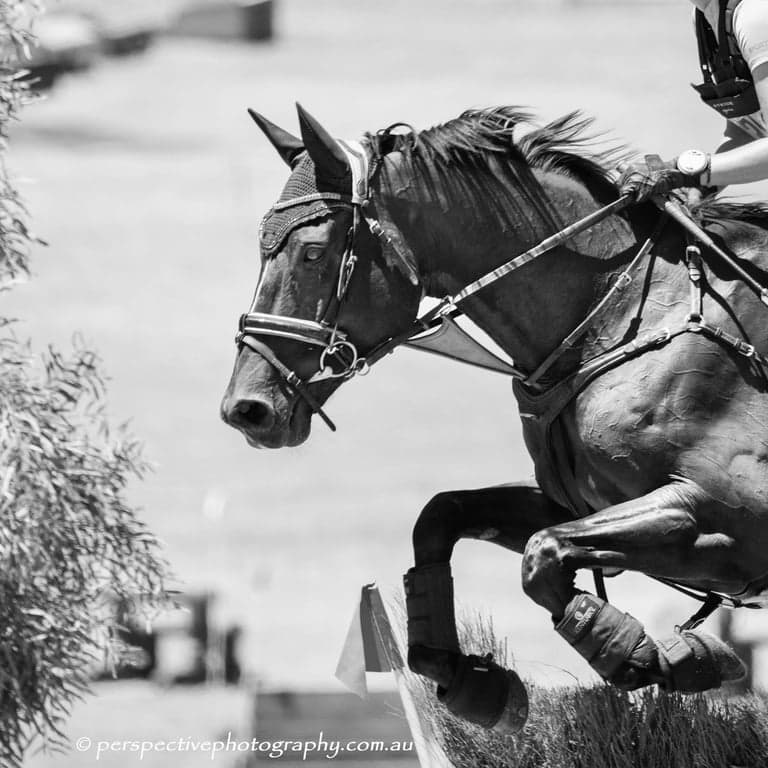 Thumbnail 5 of Equine Photography