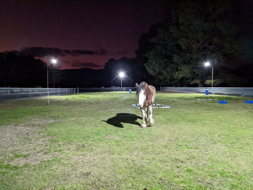 Horse Agistment at Wingadee Park Equestrian Centre, Marrangaroo, NSW (photo 2)