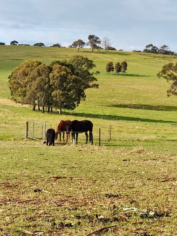 Barbera Creek Estate – Premium Country Agistment, Flaggy Creek, VIC (photo 4)