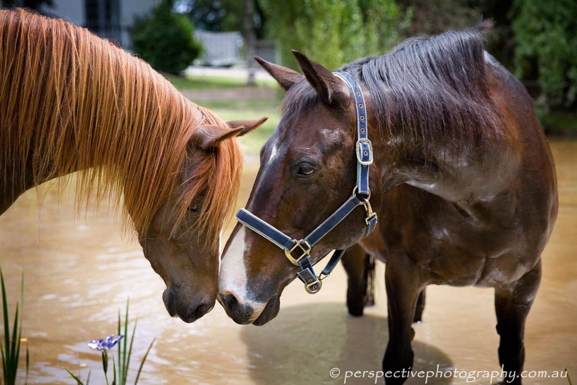 Thumbnail 2 of Equine Photography