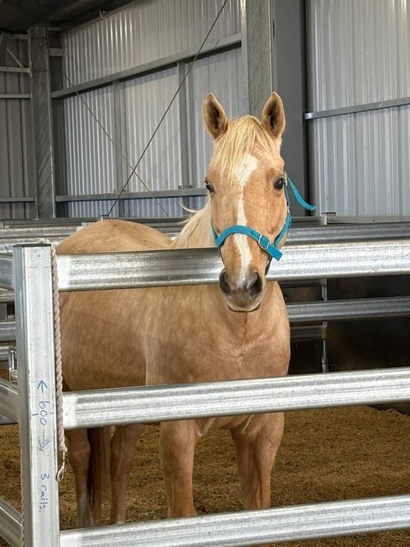 Thumbnail 6 of Equestrian Short Stay - Train, Stay & Ride in Central Vic
