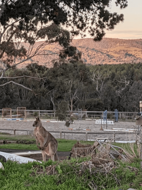 Thumbnail 5 of Glamping with nearby trail rides
