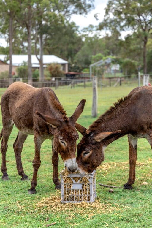 Thumbnail 9 of Boutique farmstay & rescue farm close to Bundaberg