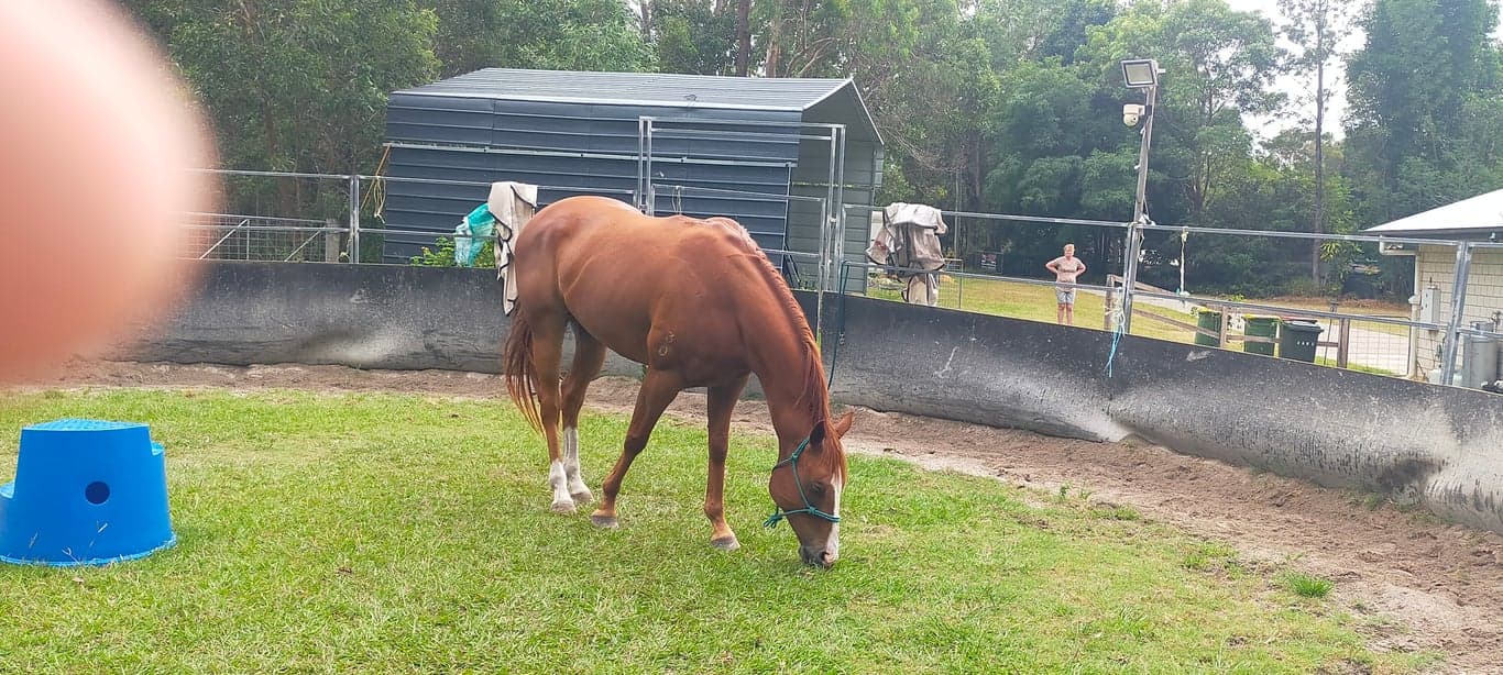Photo of Short stays for humans and their horses.  Paddock or stable.