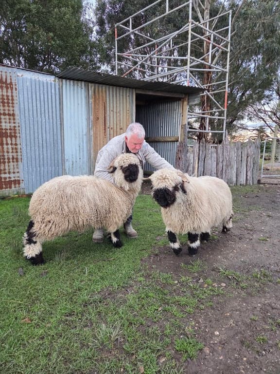Farm Stay at Coo's and Ewe's, Nicholson, VIC (photo 5)