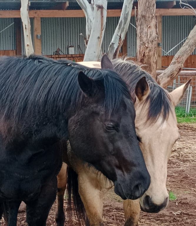 Photo of Short stay holiday with your horse
traveling overnight stays