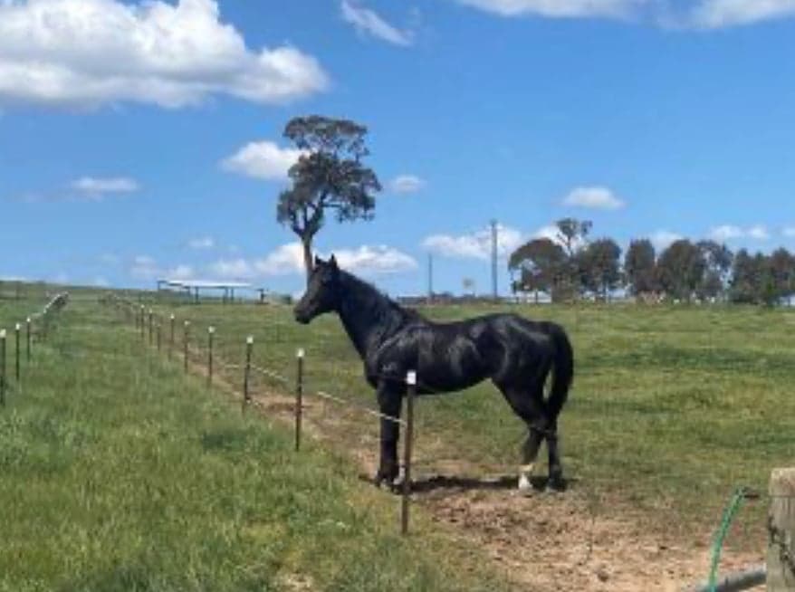 Thumbnail 6 of Agistment located near Orange NSW