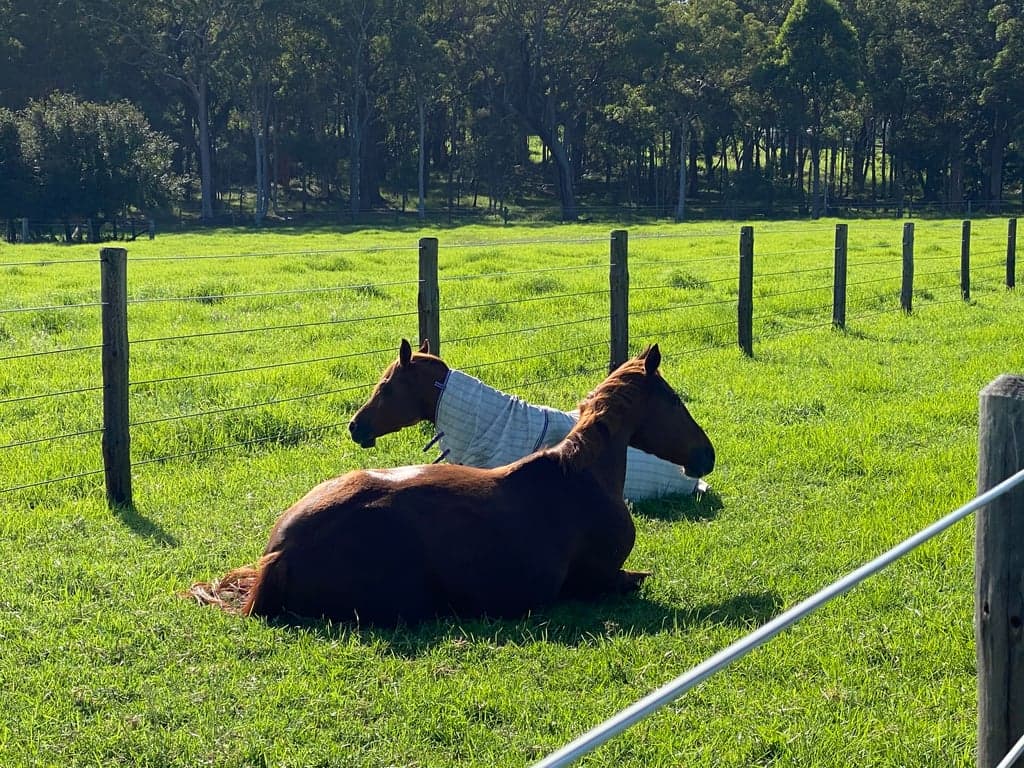 Thumbnail 4 of Malolo Park Farmstay in the Watagans
Hunter valley