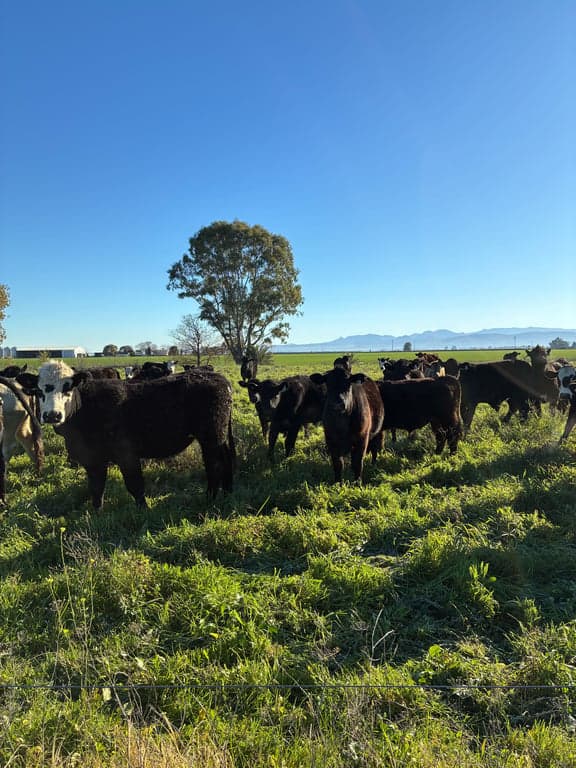 Namoi River, Kaputar Ranges & your farm stay in between!, Harparary, NSW (photo 3)