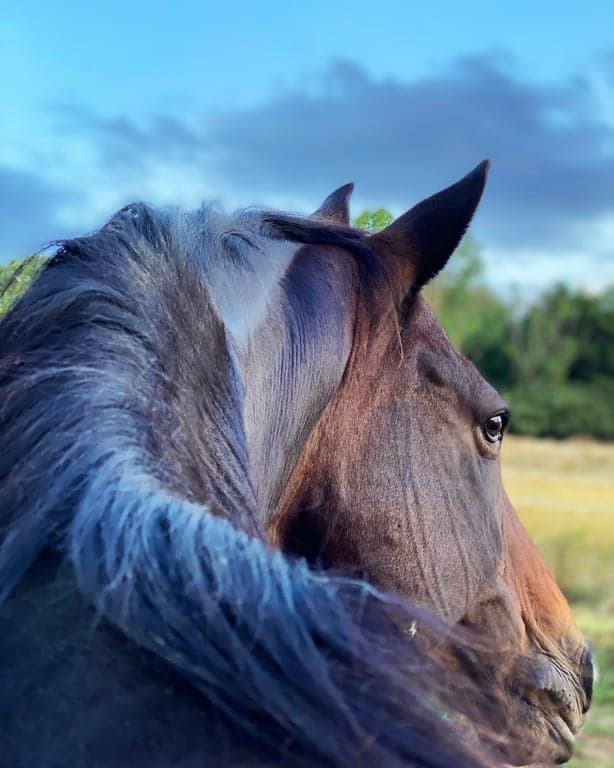 Thumbnail 3 of Equine Photography