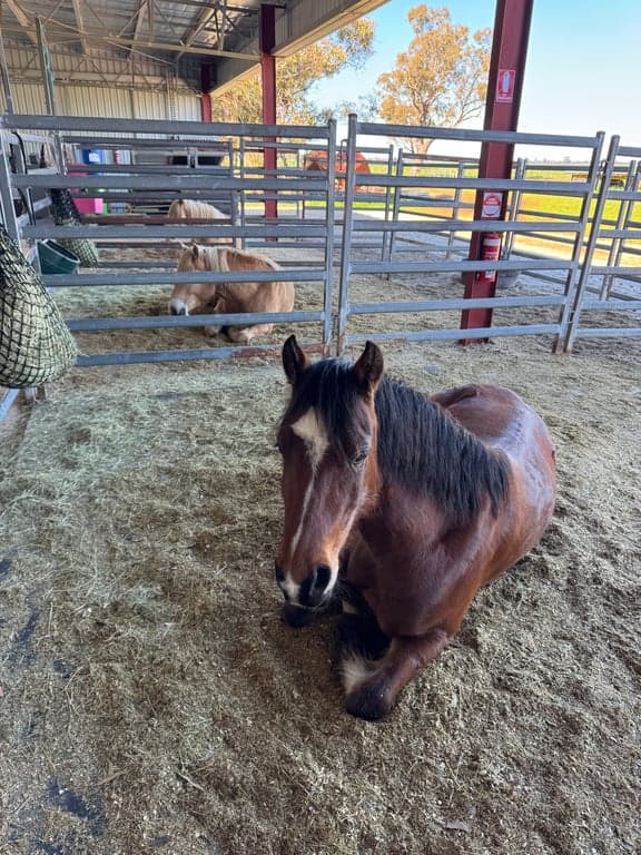 Thumbnail 5 of Equestrian facilities for lessons, clinics or short stays