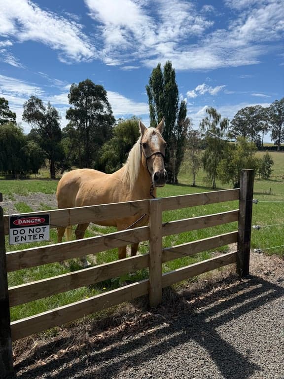 Farm Stay at Stunning location with Mountain views stateforest 5 min away, Neerim South, VIC (photo 5)
