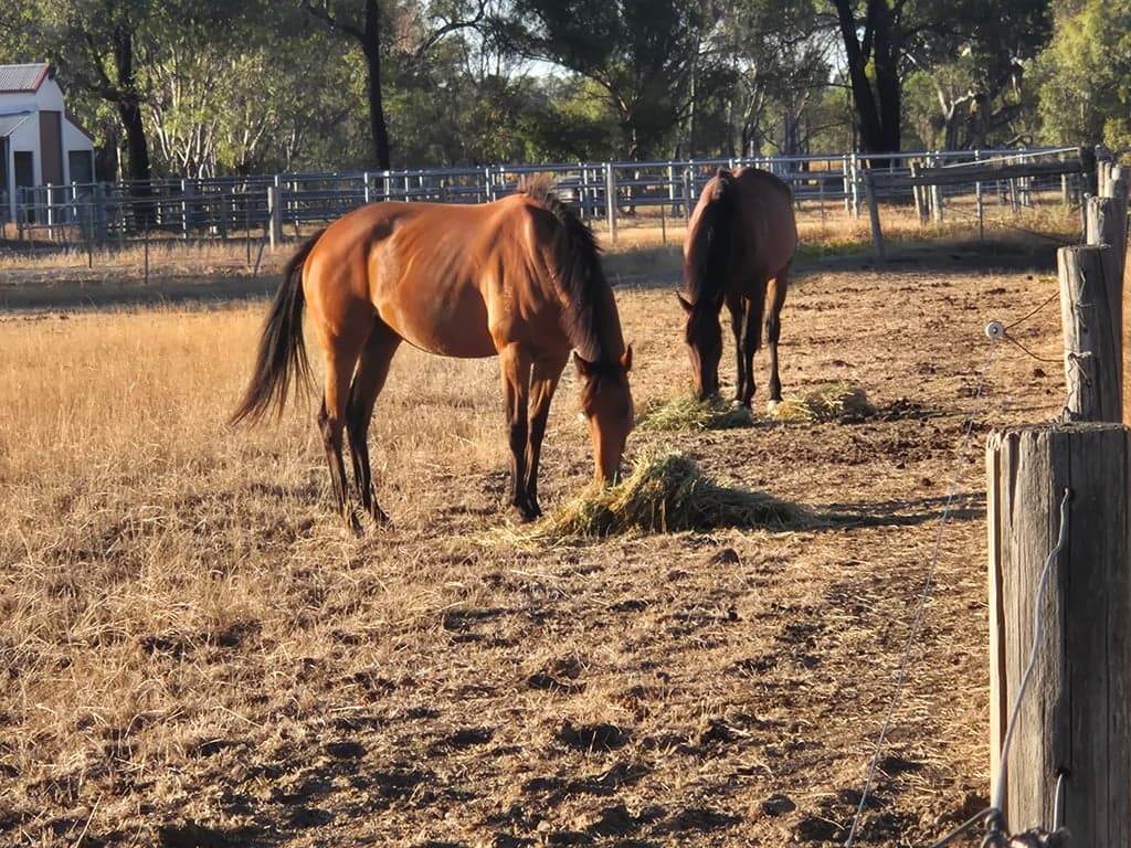 Thumbnail 2 of Quiet, calm environment for horse & human stays
