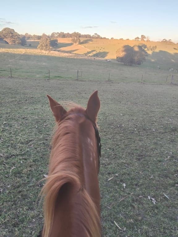 Barbera Creek Estate – Premium Country Agistment, Flaggy Creek, VIC (photo 5)