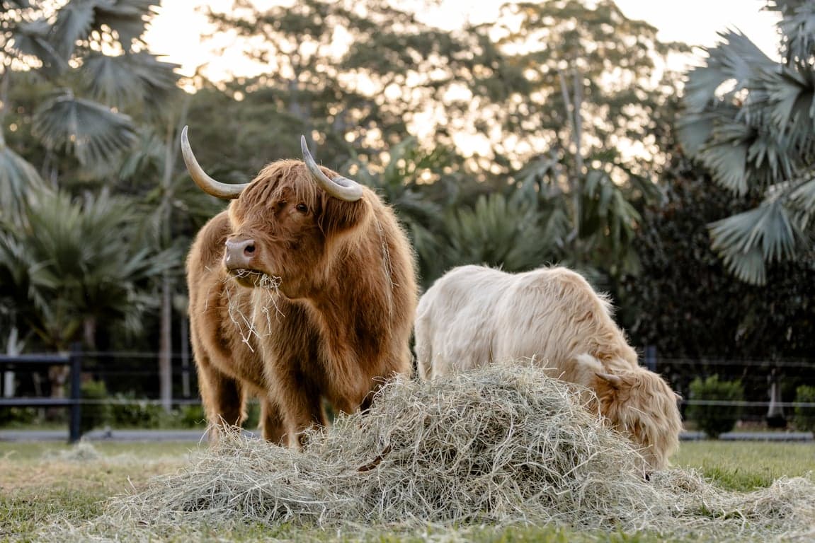 Farm Stay at Stay in a Train near Noosa & Eumundi with Highland Cows, Doonan, QLD (photo 3)