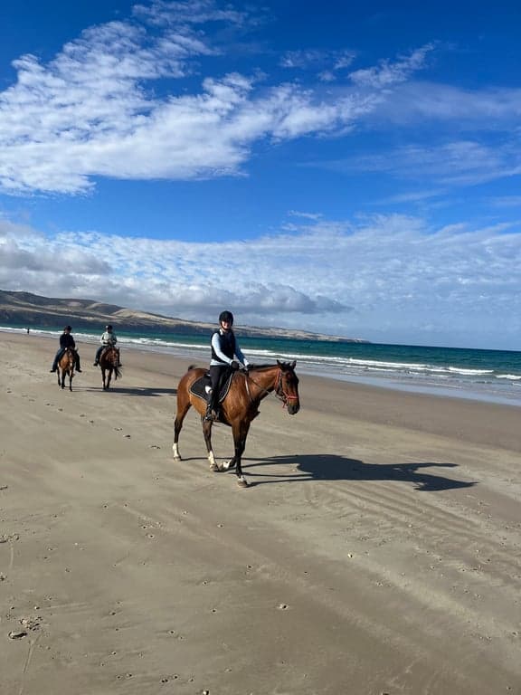 Farm Stay at Wine, horses, beaches, forests, sunsets...heaven on earth!, McLaren Vale, SA (photo 6)