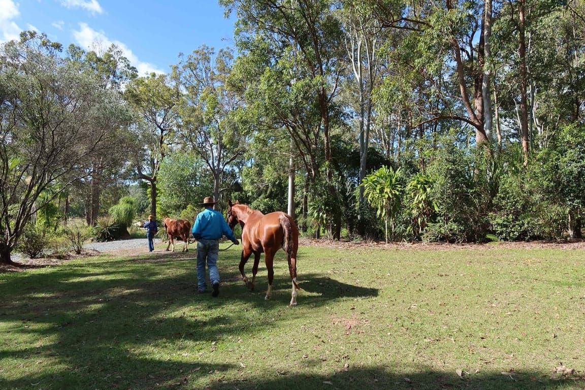 Thumbnail 2 of Endeavour Grey - Mothar Mt Horse & Guest Stay