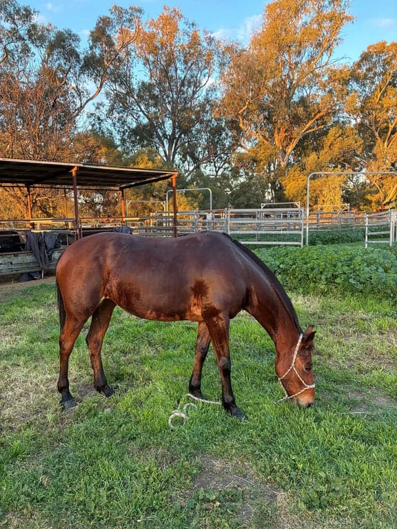 Namoi River, Kaputar Ranges & your farm stay in between!, Harparary, NSW (photo 4)