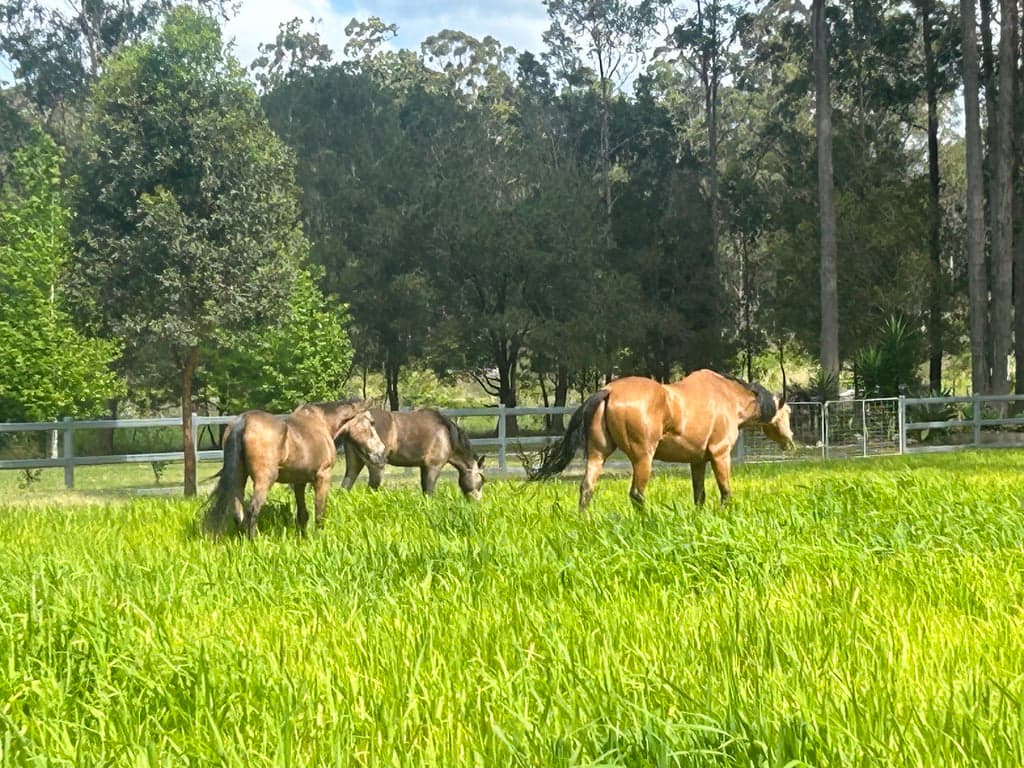 Thumbnail 2 of Country Haven horse camping