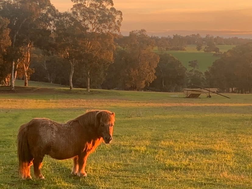 Thumbnail 10 of Haddlestone Farm.
Camp with your horse and ride for miles!